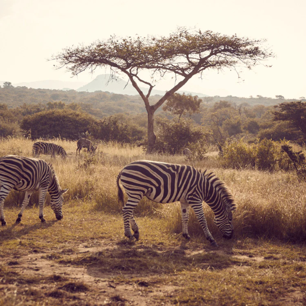 SAVANE